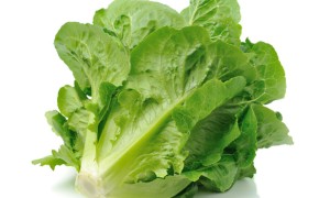 生菜的营养成分