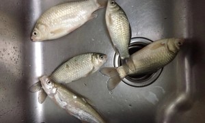 鲫鱼的营养成分