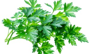 香菜的营养成分