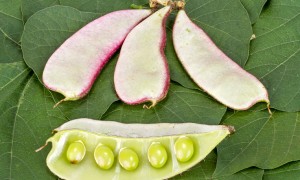 扁豆的营养成分